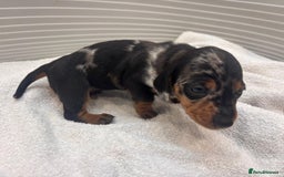 Miniature Dachshund dogs for sale: Mini Dachshund  - Image 10