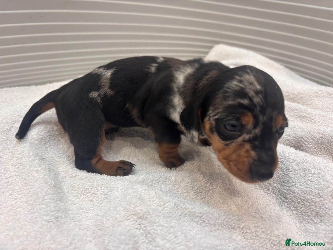 Miniature Dachshund dogs for sale: Mini Dachshund  - Image 10