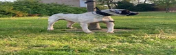 Mastiff dogs for sale: bully kutta male - Advert 9