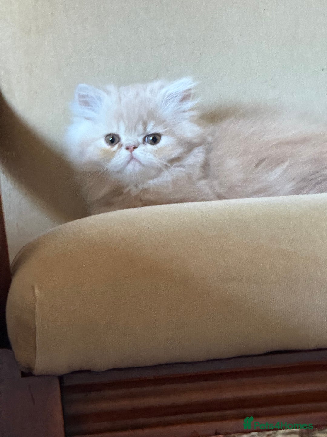 Persian cats for sale: Himalayan Persian cats - Image 2