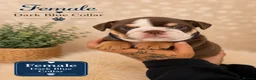 English Bulldog dogs for sale: KC English bulldogs puppies  - Advert 3