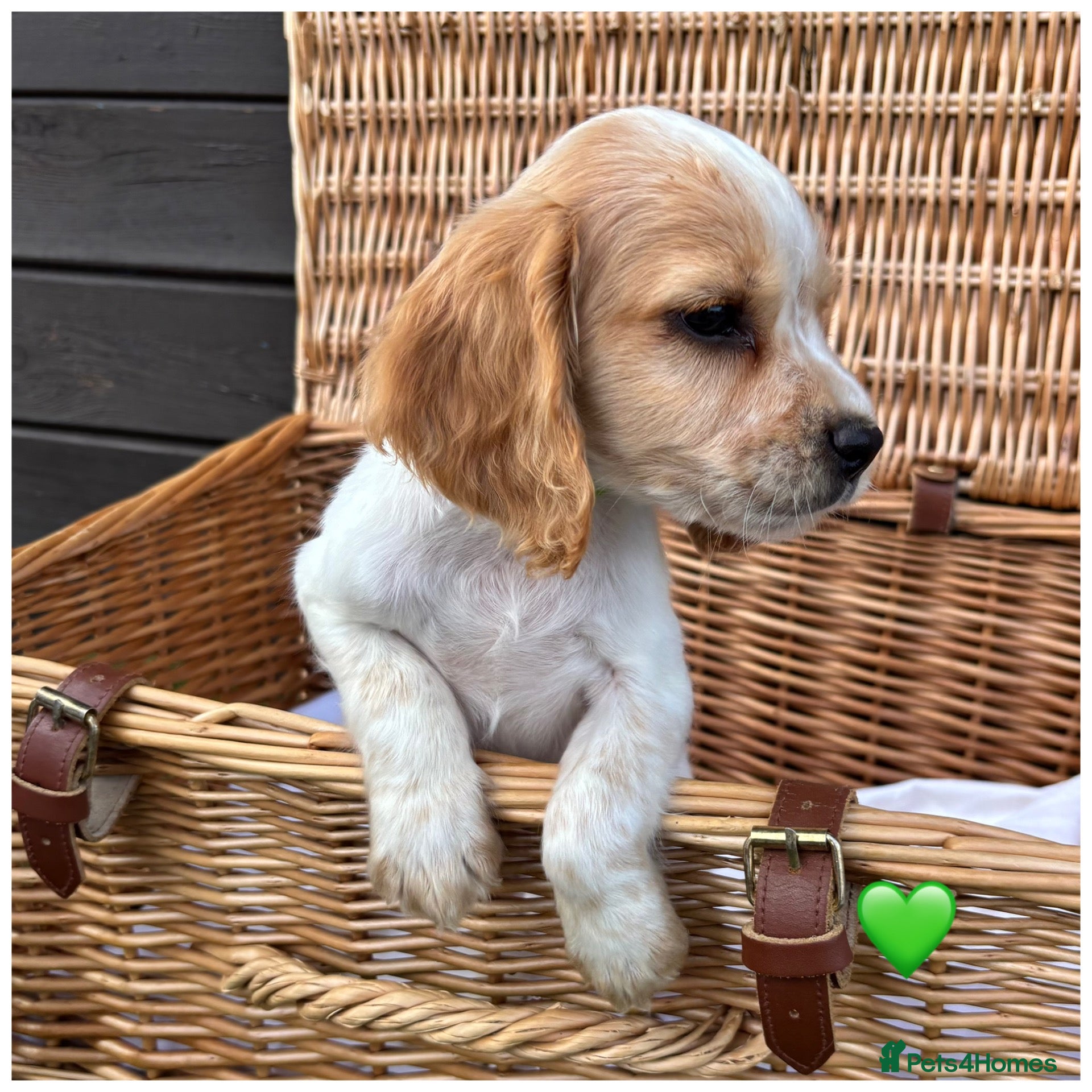 Cocker Spaniel dogs Pure Breed Cocker Spaniel Puppies For Sale - Advert 2