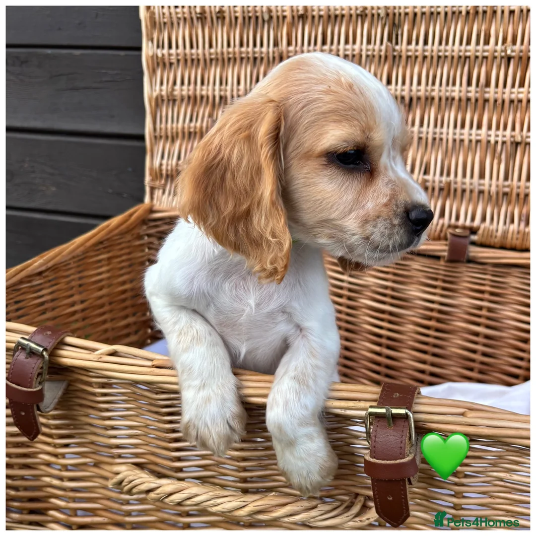 Cocker Spaniel dogs for sale: Pure Breed Cocker Spaniel Puppies For Sale - Advert 2