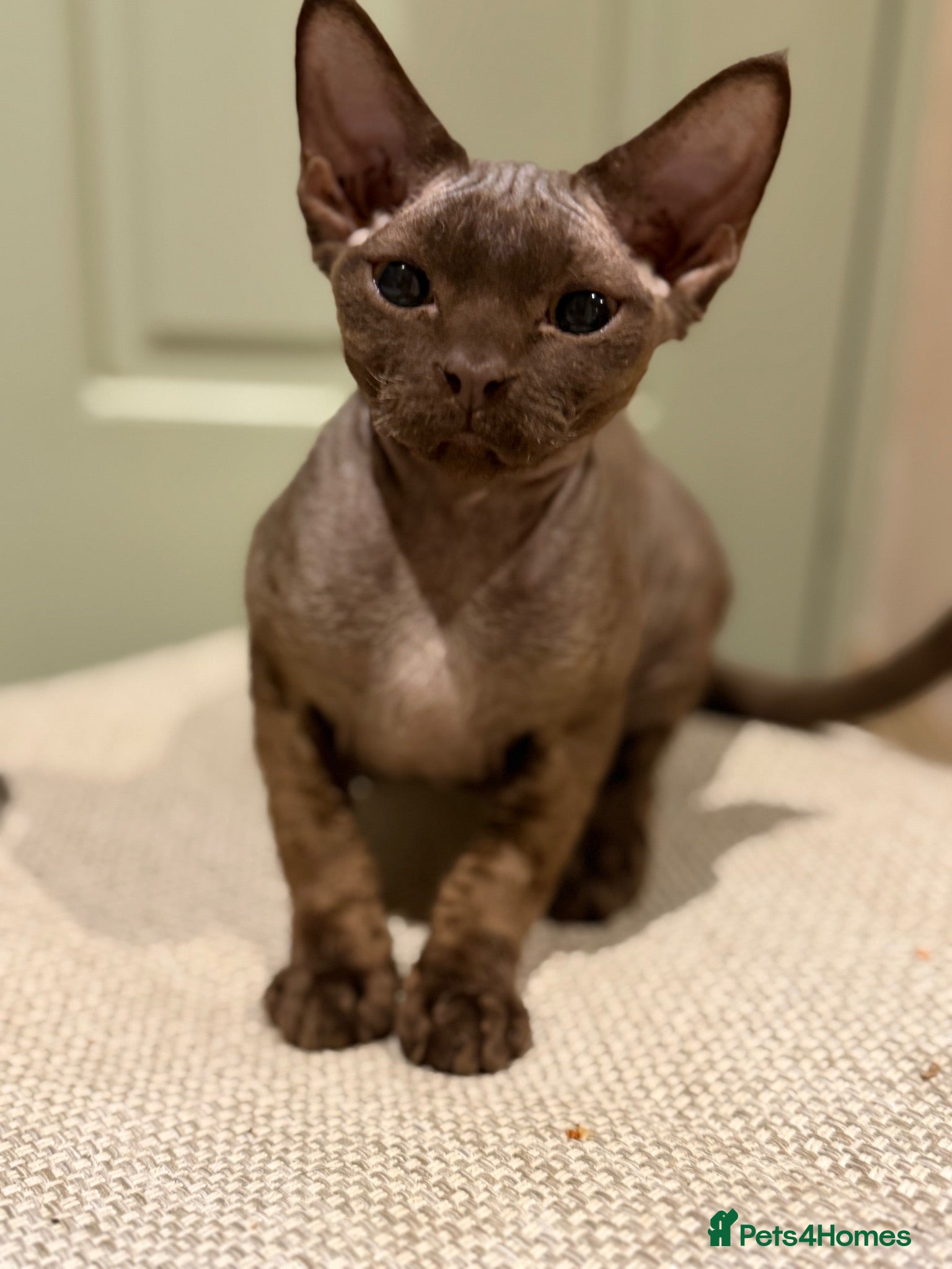 Devon Rex cats Ready now- GCCF Chocolate Devon Rex girl  - Advert 1