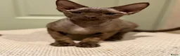 Devon Rex cats for sale: Ready now- GCCF Chocolate Devon Rex girl  - Advert 1