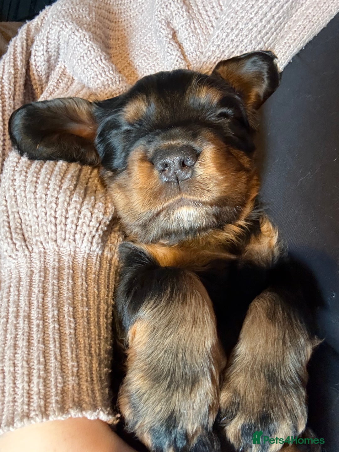 Cocker Spaniel dogs for sale:  Cocker Spaniel pup bitch for sale - Advert 3