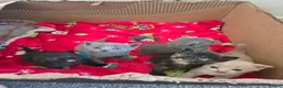 Mixed Breed cats for sale: 6x Gorgeous kittens - Advert 39