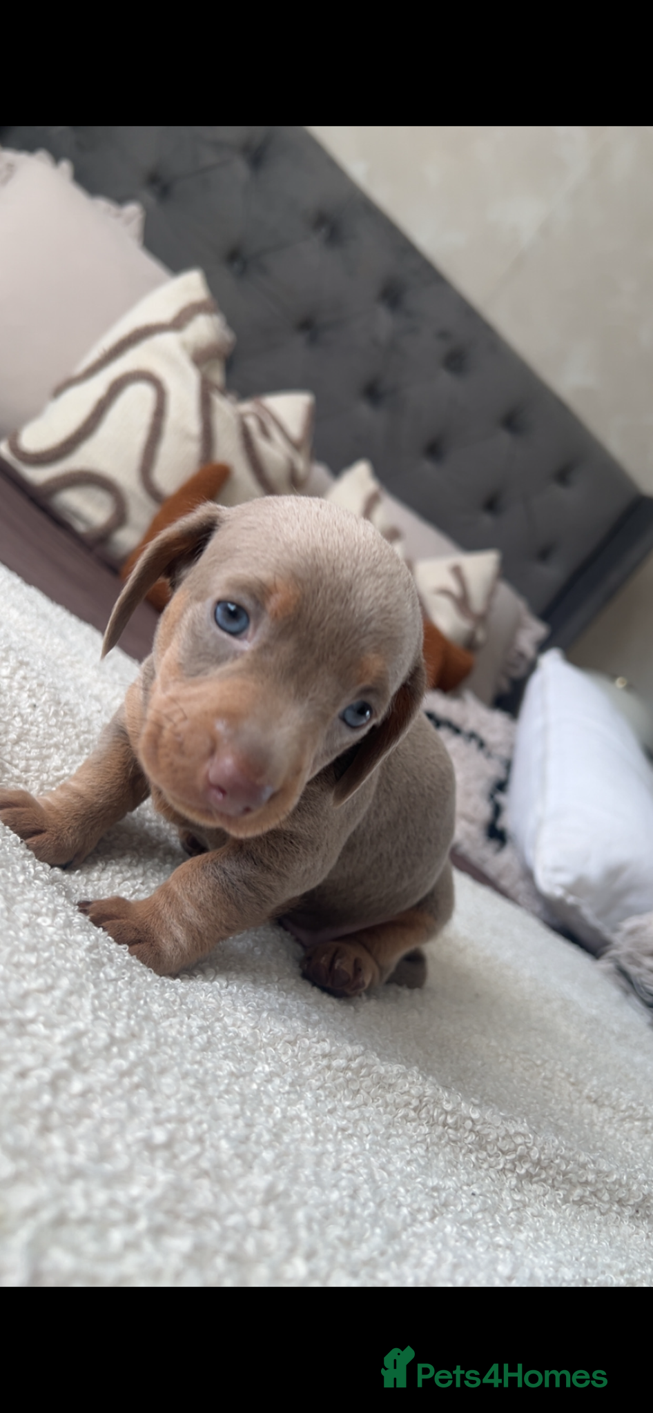 Dachshund dogs Stunning Dachshunds Isabella/chocolate and tan - Advert 17