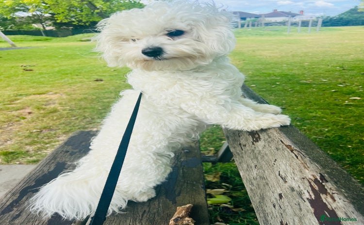 Bichon Frise dogs - Advert 2