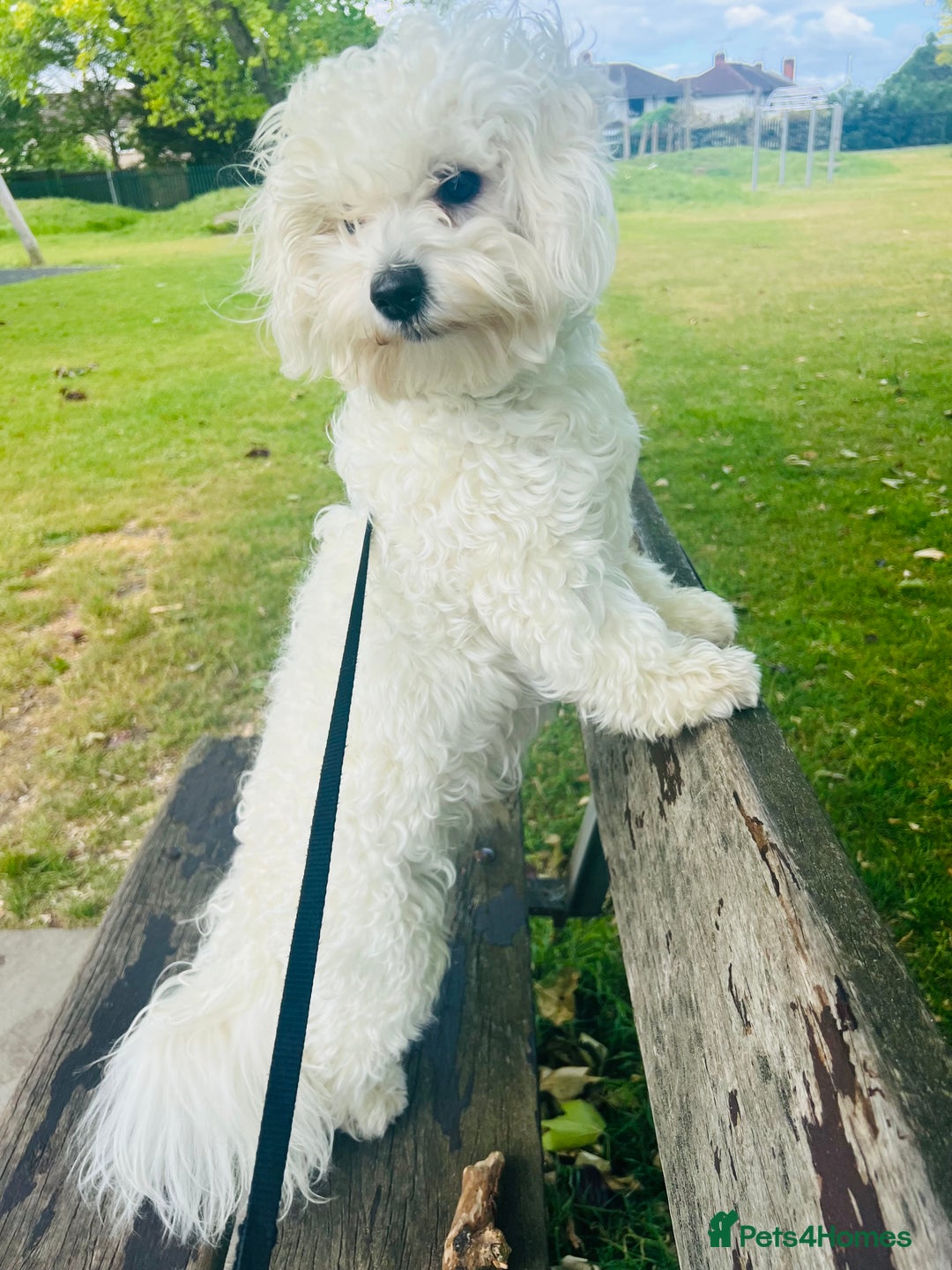 Bichon Frise dogs for stud: Bichon - Image 1