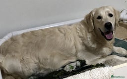 Golden Retriever dogs for sale: Home bred Chunky cream Goldie pups - Image 34