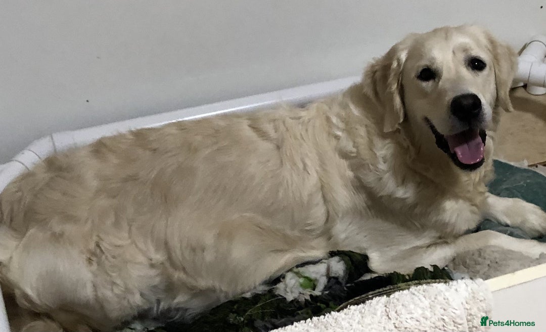 Golden Retriever dogs for sale: Home bred Chunky cream Goldie pups - Image 34
