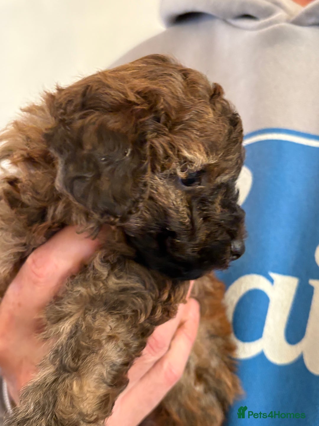 Maltipoo dogs for sale: Gorgeous Maltipoo Puppies  - Advert 20