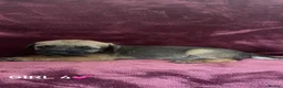 Border Terrier dogs for sale: Border terrier puppies - Advert 7