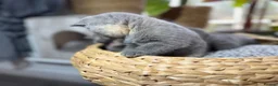 British Shorthair cats for sale: Beautiful British Shorthair Kittens  in Ilford - Advert 17
