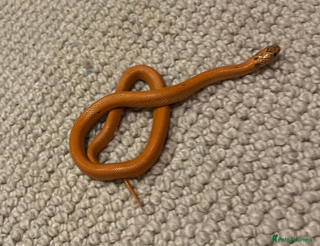 King Snake reptiles for sale: Apalachicola kingsnake - Advert 9