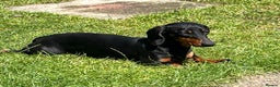 Dachshund dogs for sale: Blue and tan girl puppy - Advert 2