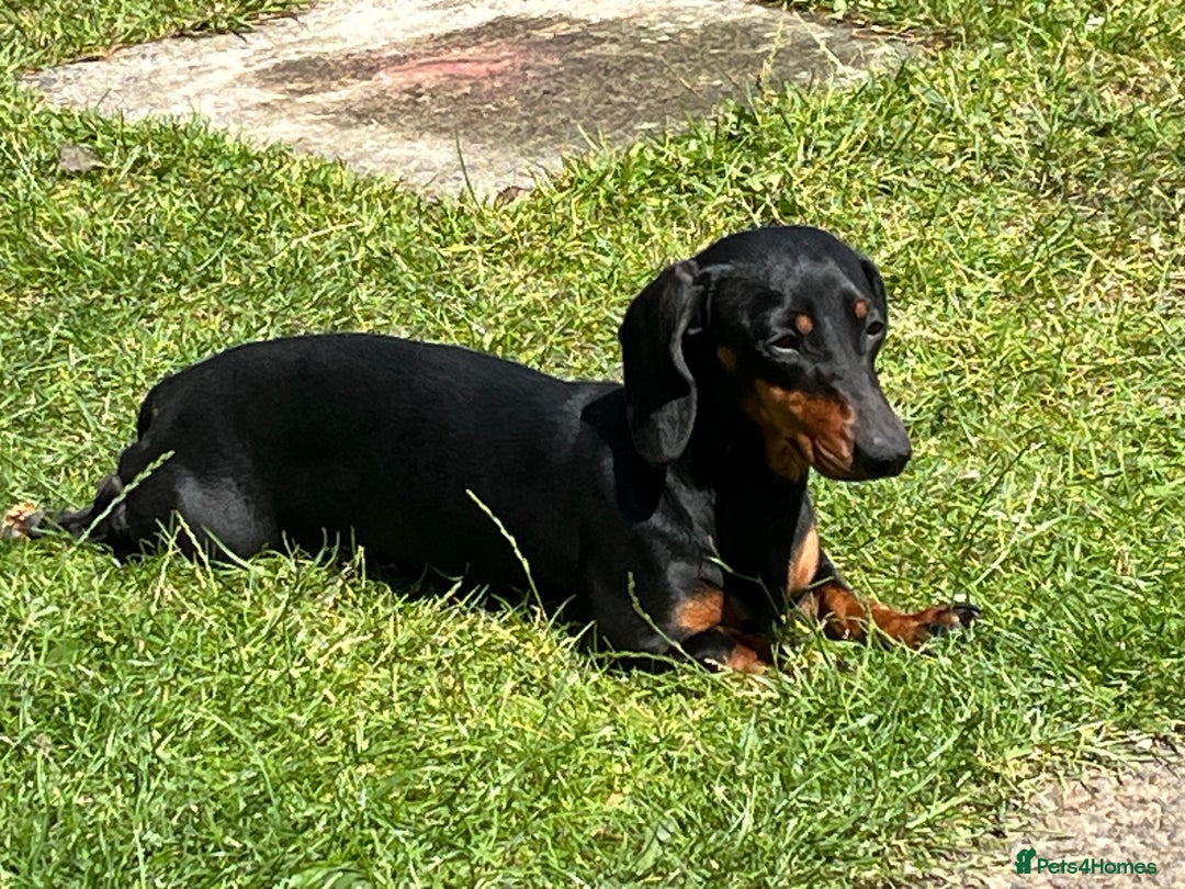 Dachshund dogs for sale: Blue and tan girl puppy - Advert 2