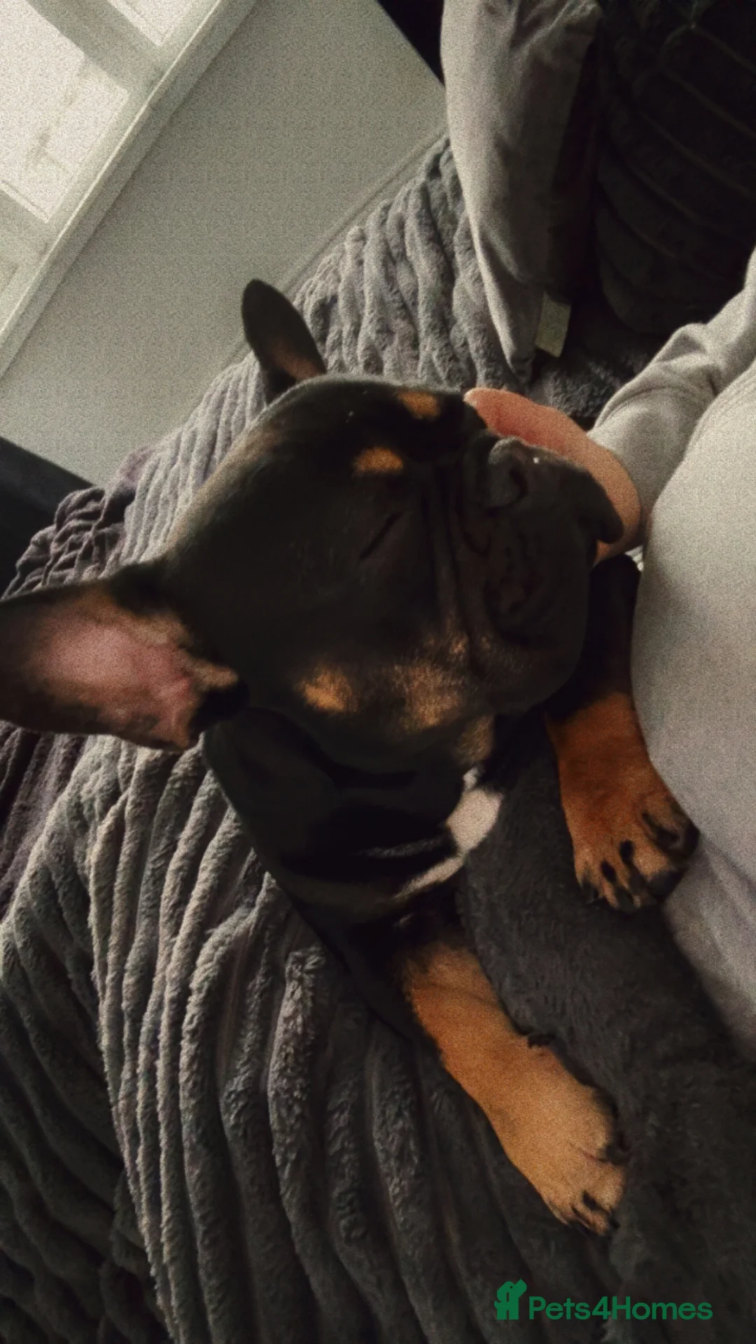 French Bulldog dogs for sale: French Bulldog - Advert 5