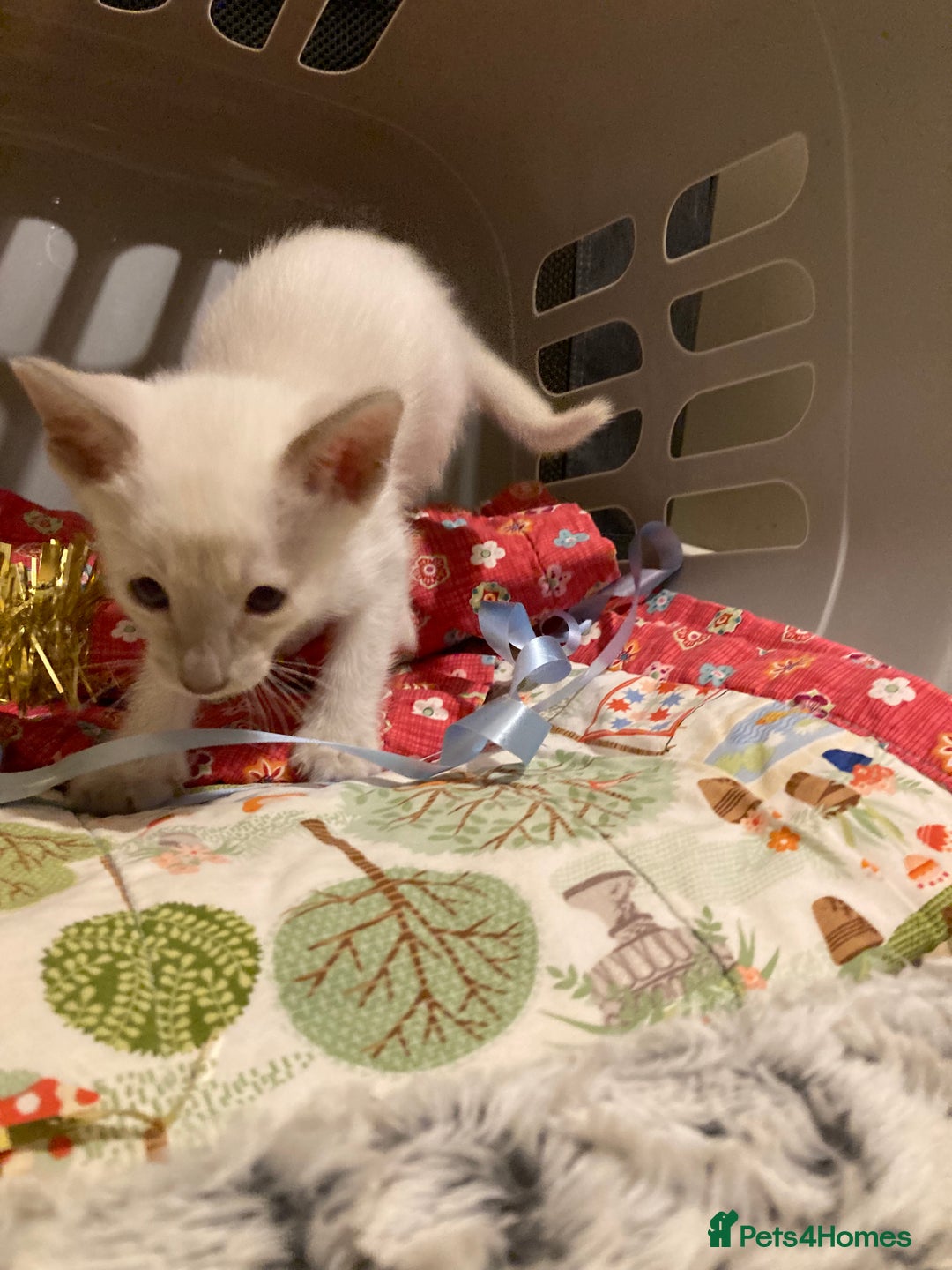 Oriental cats for sale: Oriental shorthair kittens - Advert 16