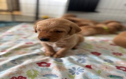 Labrador Retriever dogs for sale: Fox Red litter born 5th August - Image 4