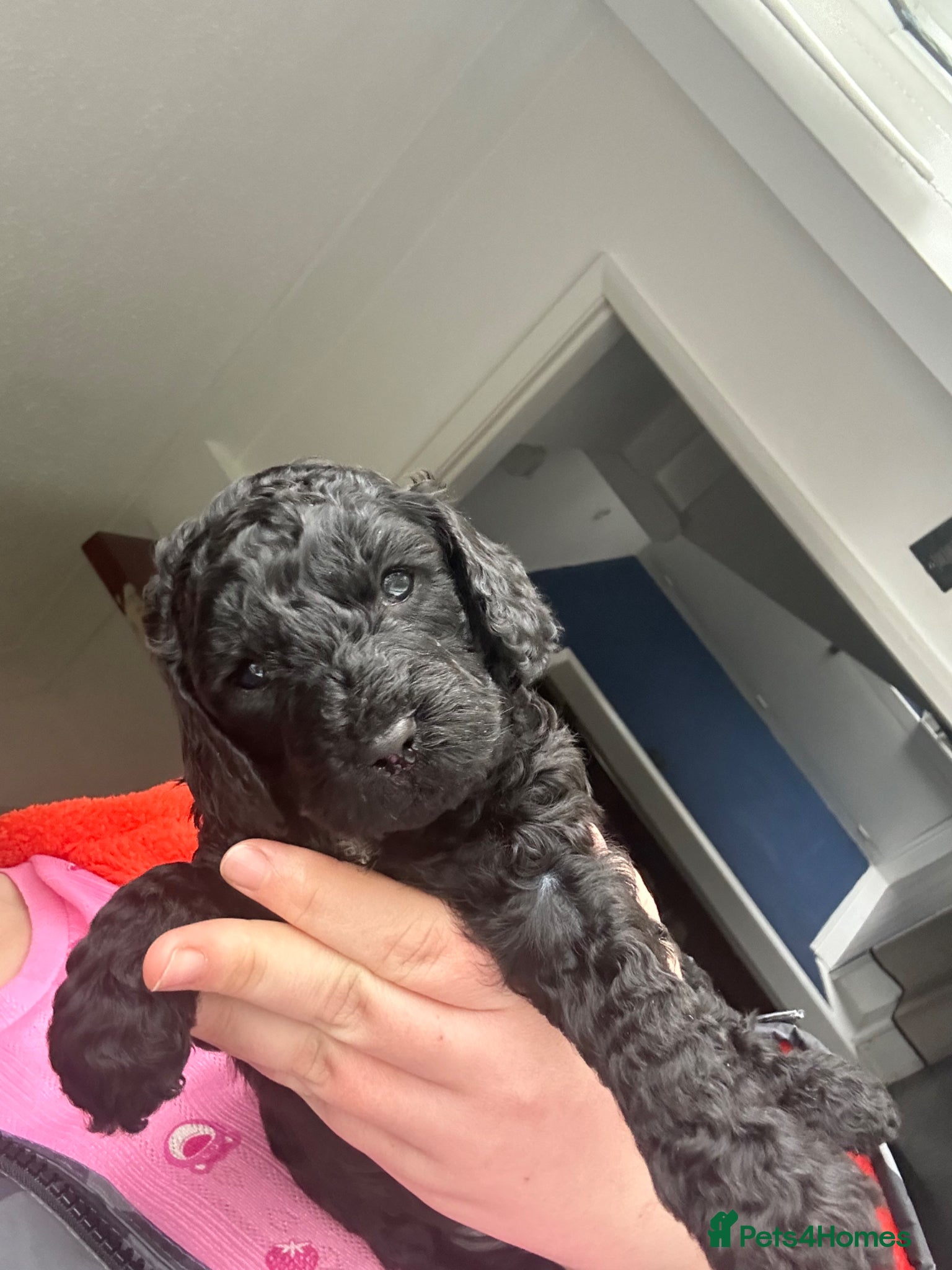 Mixed Breed dogs Cockalier-poo - Advert 6