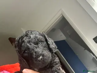 Mixed Breed dogs Cockalier-poo - Advert 6