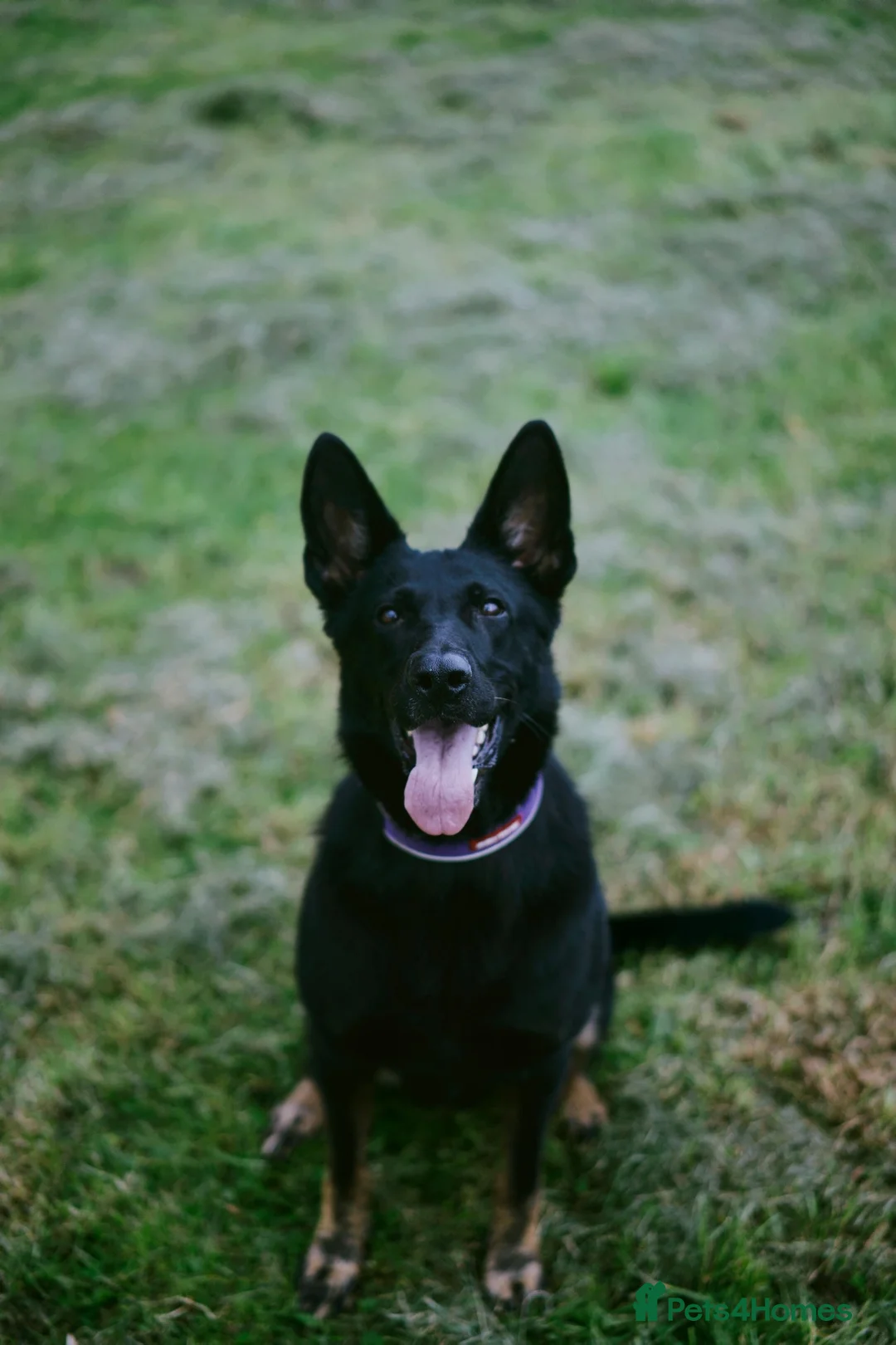 German Shepherd dogs for sale: 6 year old protection German shepherd  - Advert 3