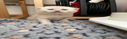Scottish Fold cats for sale: Adorable 5 Scottish Fold Kittens - Advert 19