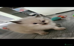 Ragdoll cats for sale: Beautiful Ragdoll kittens - Advert 6