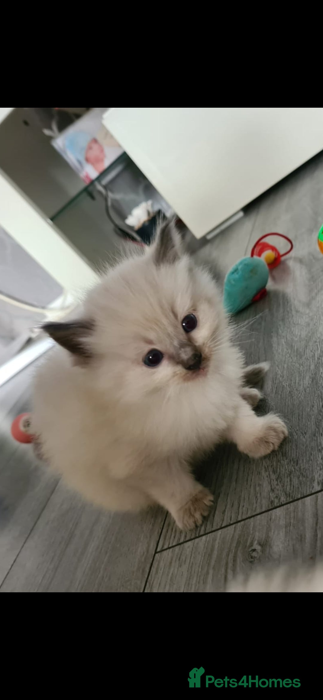 Ragdoll cats for sale: Beautiful Ragdoll kittens - Advert 6