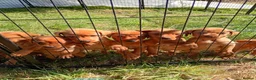 Labrador Retriever dogs for sale: Foxred labrador puppies - Advert 14