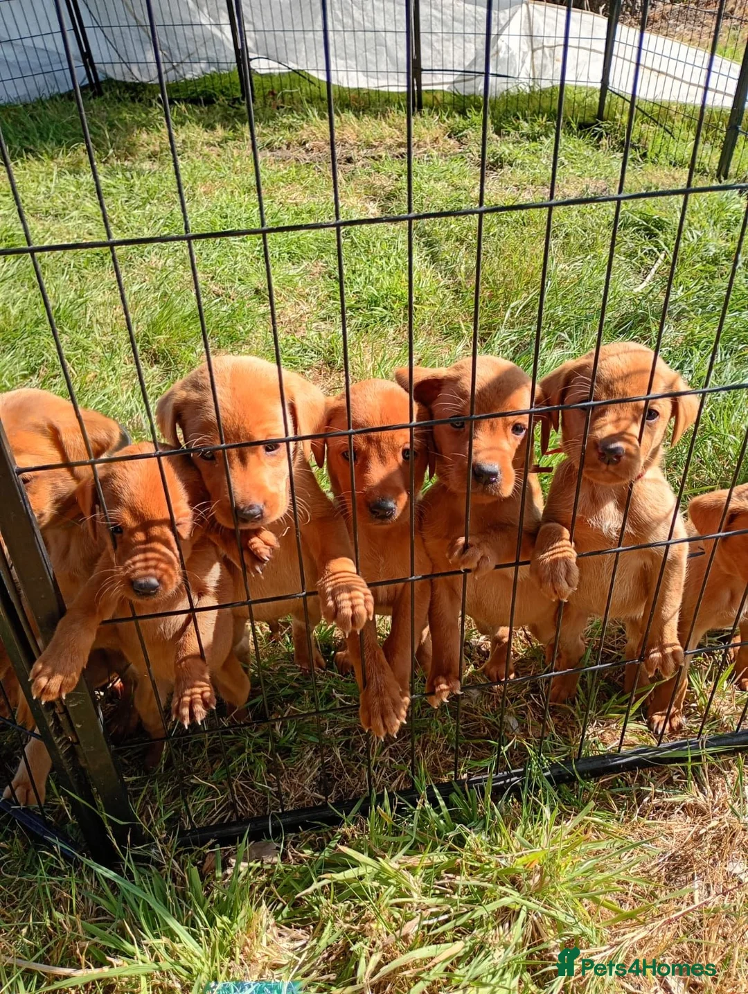 Labrador Retriever dogs for sale: Foxred labrador puppies - Advert 14