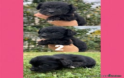 Mixed Breed dogs for sale: Gorgeous fluffy Yorkiepoos - Image 5