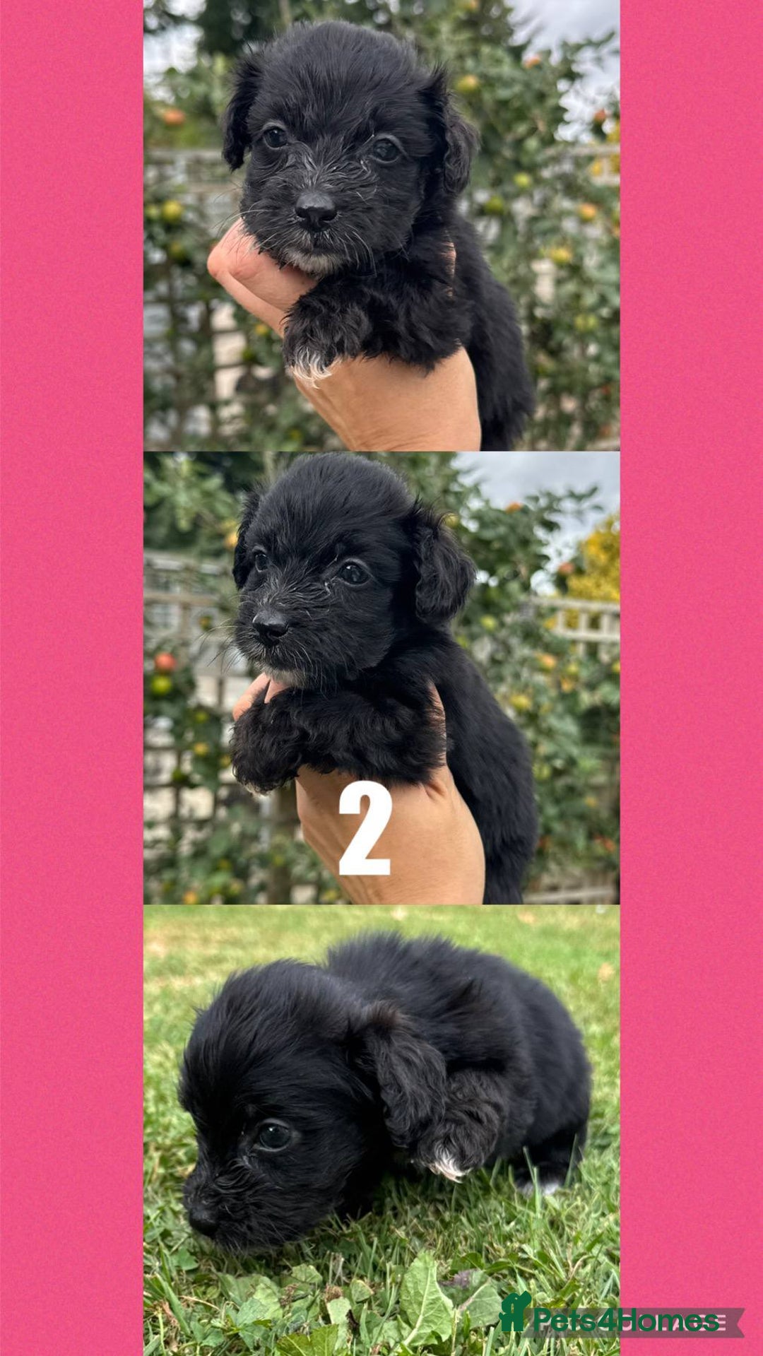 Mixed Breed dogs for sale: Gorgeous fluffy Yorkiepoos - Image 5