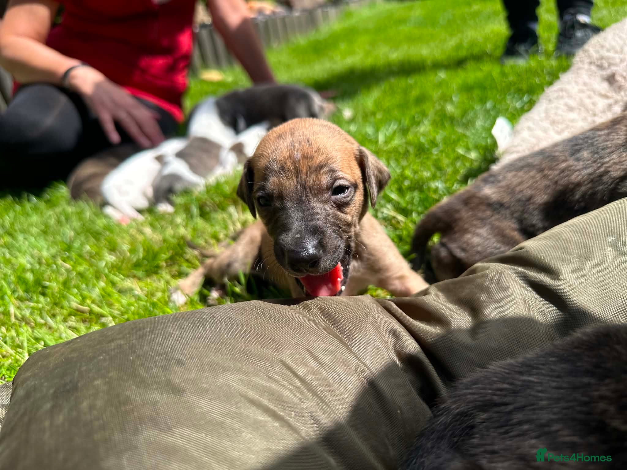 Whippet dogs STUNNING RED BRINDLE BOY & BRINDLE PARTI-COLOURS - Advert 2