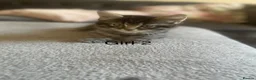 Mixed Breed cats for sale: 2 female 1 male kitten available  - Advert 4