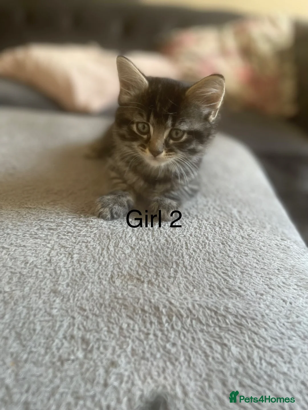 Mixed Breed cats for sale: 2 female 1 male kitten available  - Advert 4
