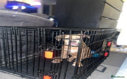 American Bully dogs for sale: American pocket bully female  - Image 3