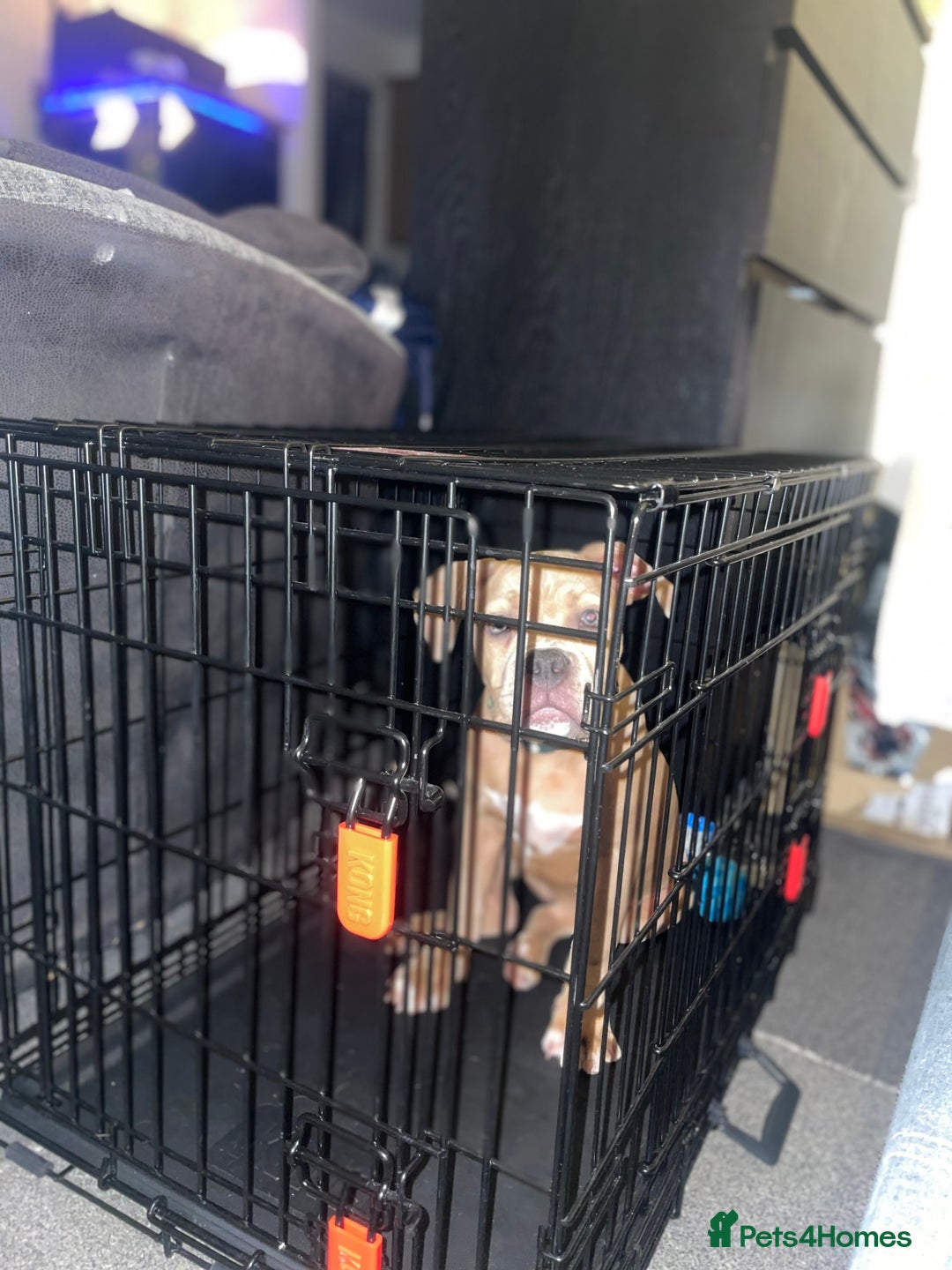 American Bully dogs for sale: American pocket bully female  - Image 3