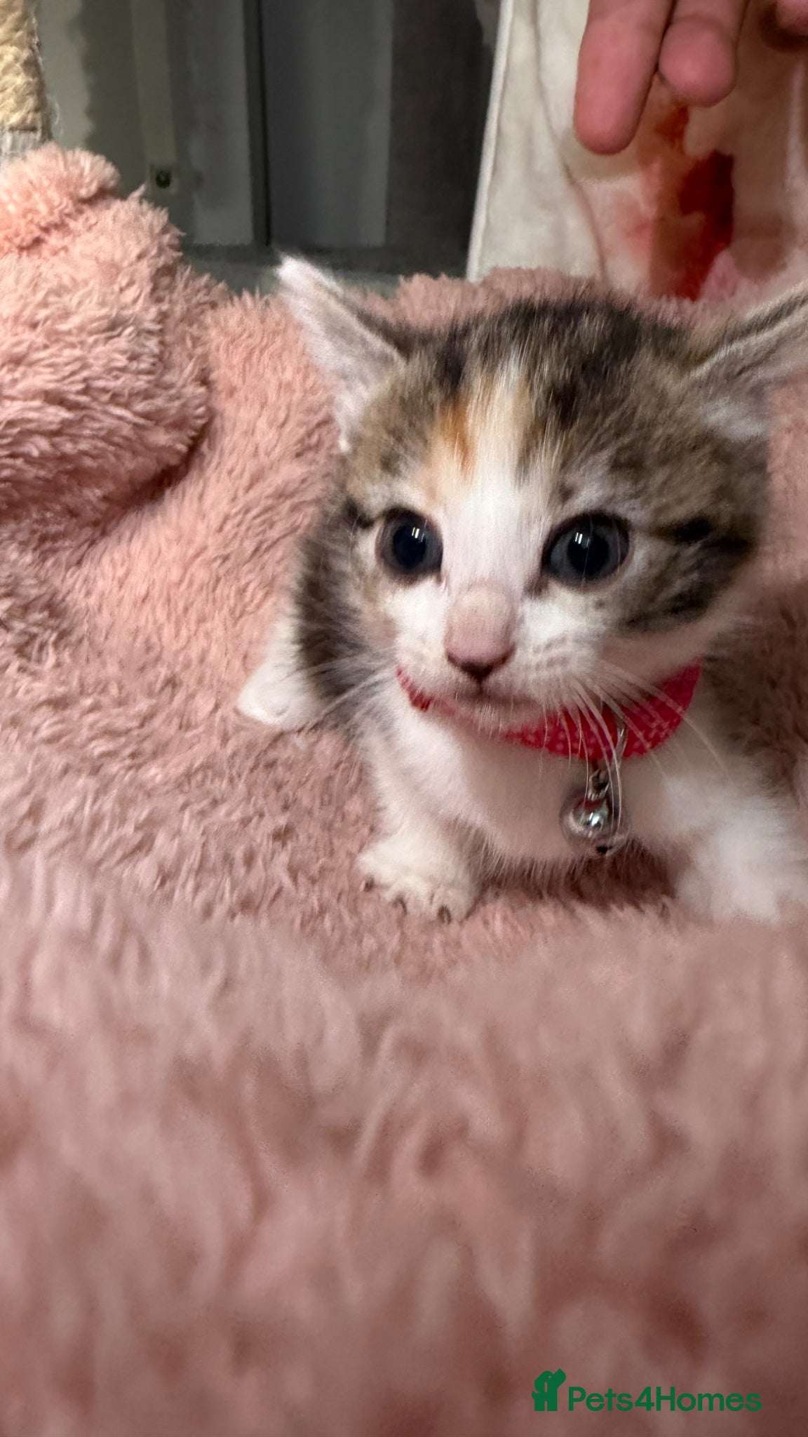 Mixed Breed cats 💗Bengal Mix ready to reserve💗 - Advert 23