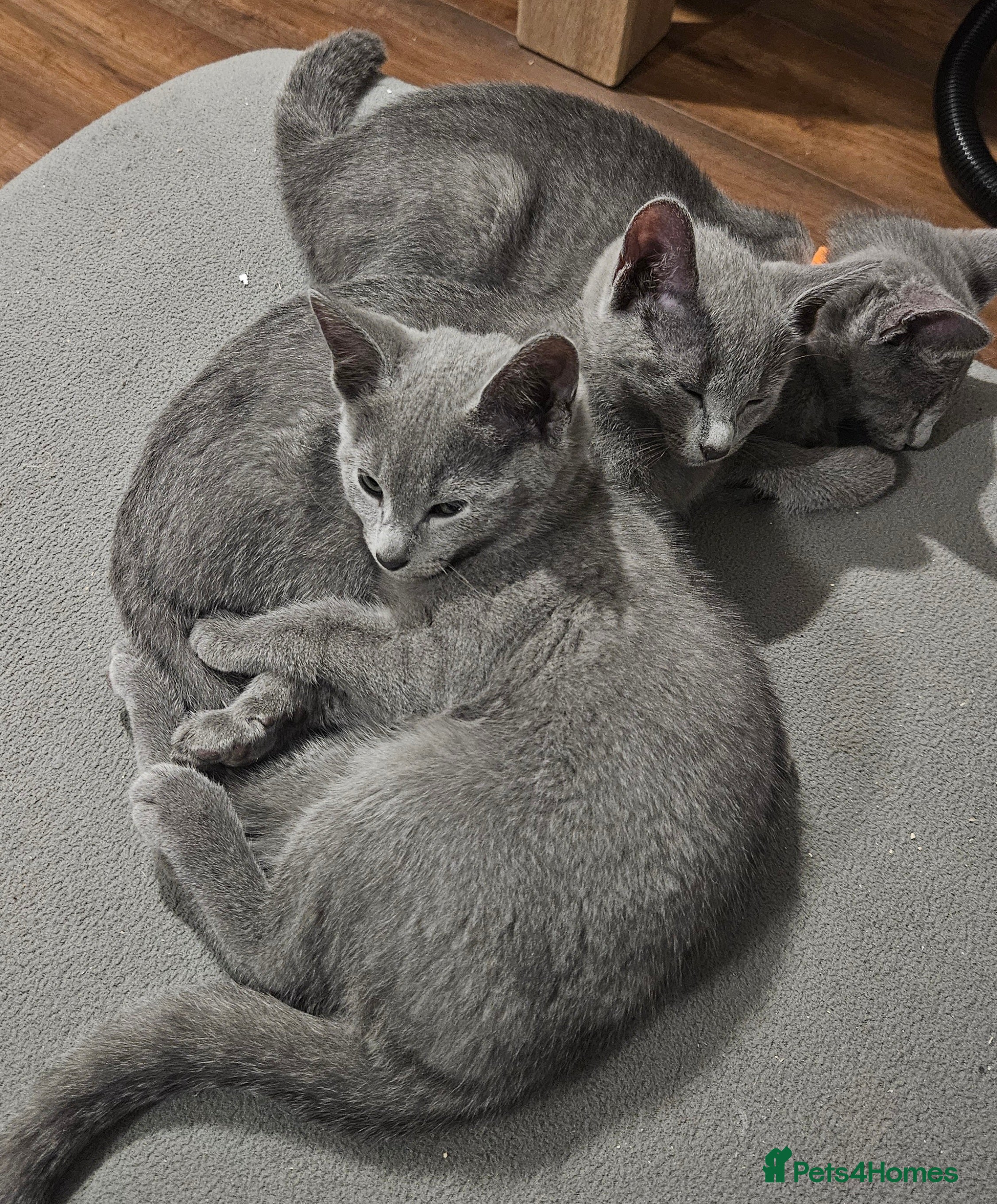 Russian Blue cats TICA Russian Blue  - Advert 2