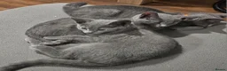 Russian Blue cats for sale: TICA Russian Blue  - Advert 6