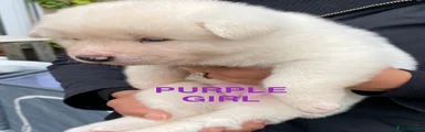 Purple Girl