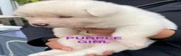 Akita dogs for sale: Beautiful Japanese Akita Puppies - Advert 18