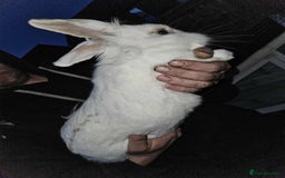 Mixed Breed rabbits for sale: Baby bunny’s - Image 8
