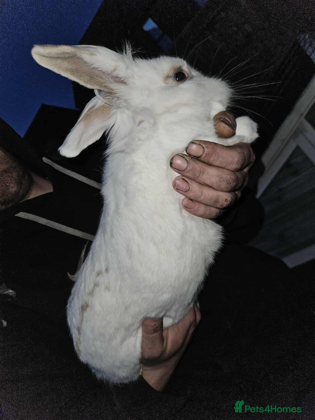 Mixed Breed rabbits for sale: Baby bunny’s - Image 8