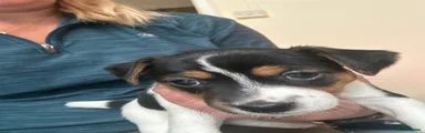 Jack Russell 4