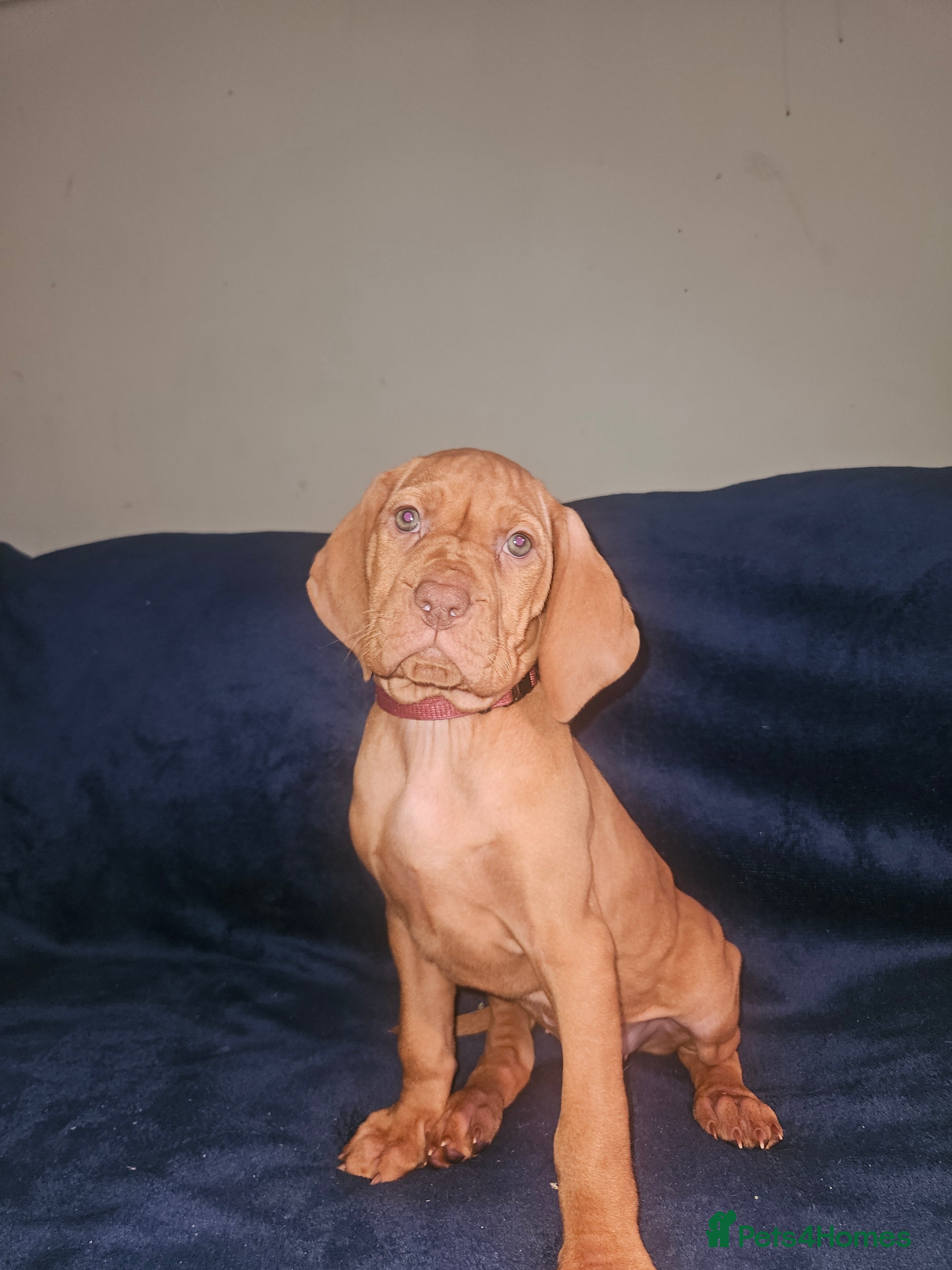 Hungarian Vizsla dogs 🏆🇭🇺 KC Registered Hungarian Vizsla Pups - Advert 15