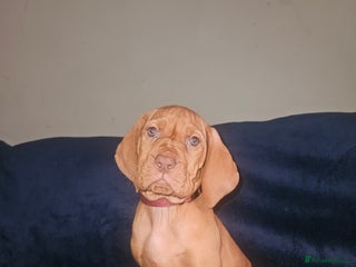 Hungarian Vizsla dogs 🏆🇭🇺 KC Registered Hungarian Vizsla Pups - Advert 5